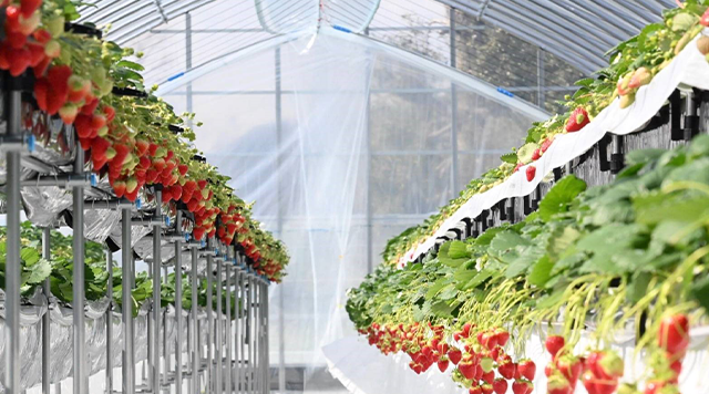 苺屋つむぎ（もぎとり園）のイメージ