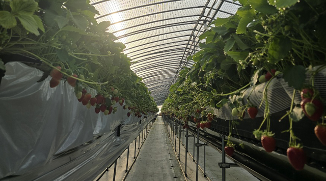 1togono きもち　金剛いちごのイメージ