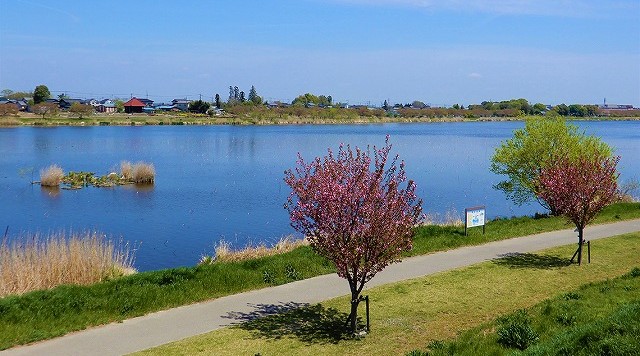 城沼（つつじが岡公園大芝生広場日本遺産案内板）のイメージ