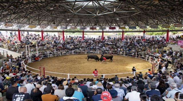 闘牛のイメージ