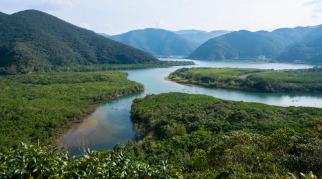住用のマングローブのイメージ