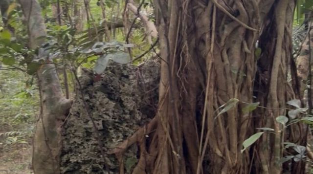 義名山の森のイメージ