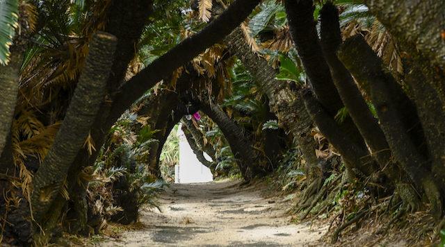 金見崎ソテツトンネルのイメージ