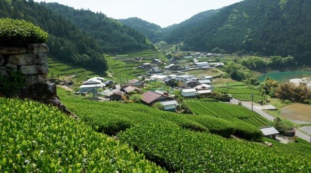 葛牧茶園のイメージ