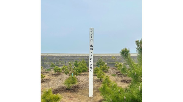 かしまの一本松 （後継木植栽地）のイメージ