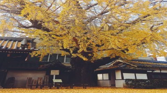 難宗寺（なんしゅうじ）のイメージ