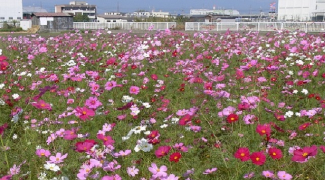 コスモスロードのイメージ