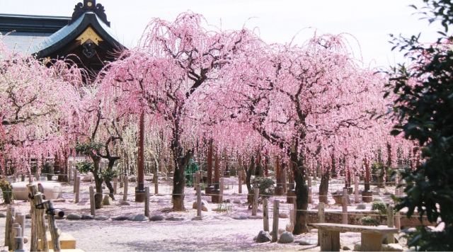 結城神社のイメージ