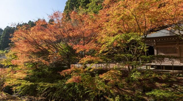 冠岳の紅葉のイメージ