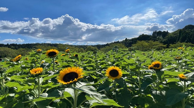 鹿児島市都市農業センターのイメージ
