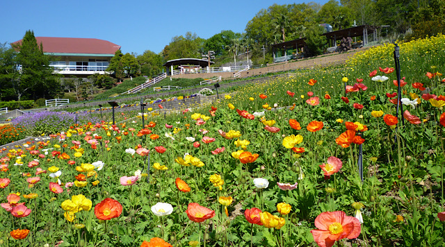 和歌山県植物公園緑花センターのイメージ