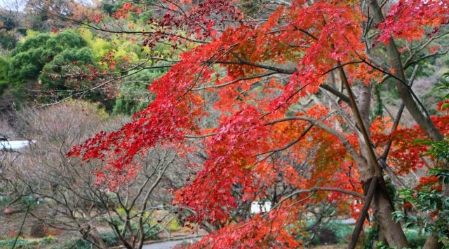 あたみ秋のお弁当持ってハイキングのイメージ