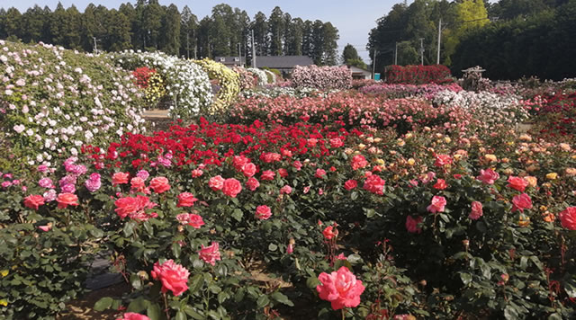 横田のバラ園のイメージ