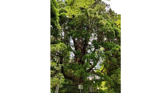 大悲山の大杉と石仏のイメージ
