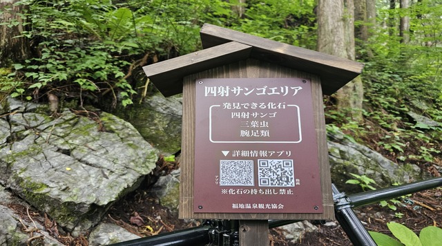 四射サンゴエリア　（B地点）のイメージ