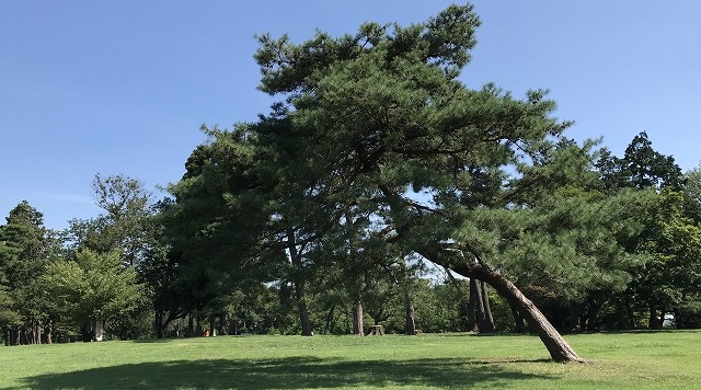 狭山稲荷山公園の広場に佇む松のイメージ