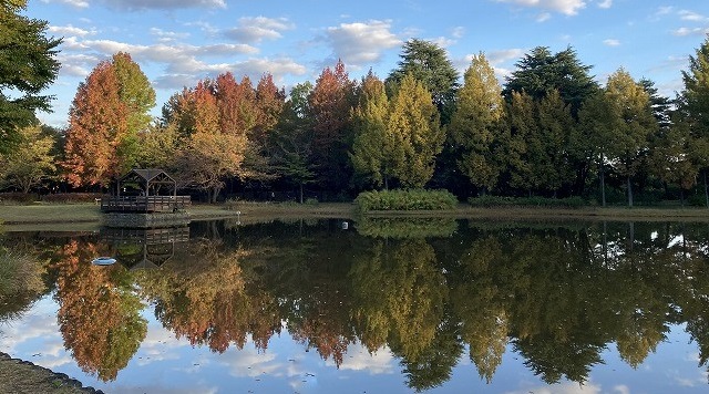 彩の森入間公園の下池に鏡面するメタセコイアのイメージ