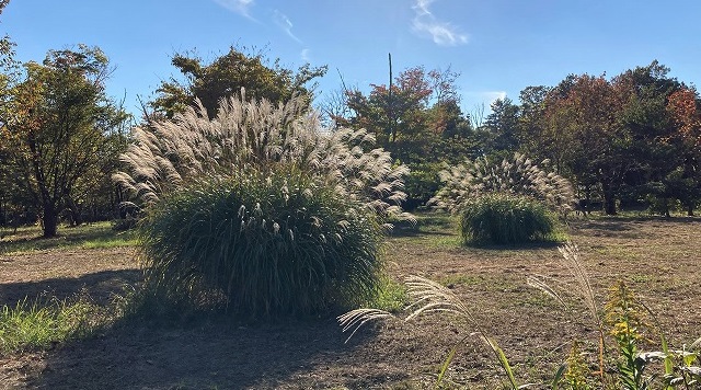 和光樹林公園のススキのイメージ