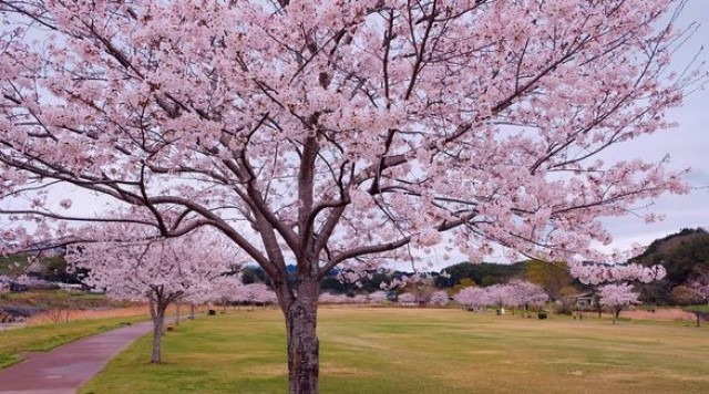 【桜】ふれあい清流公園のイメージ