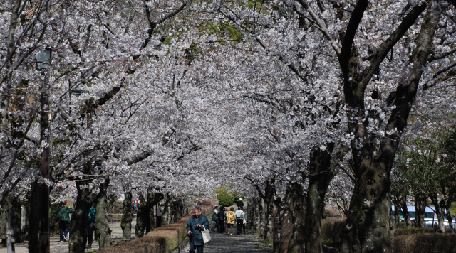 【桜】菊池神社のイメージ