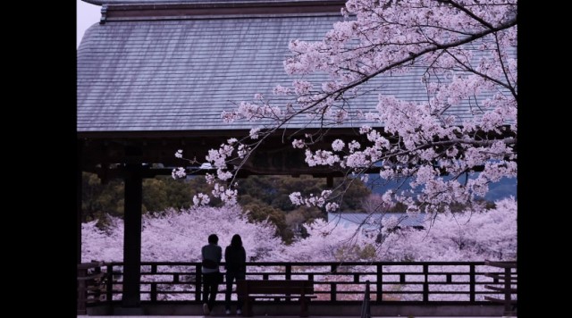 【桜】菊池公園のイメージ