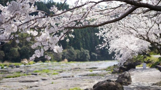 【桜】千畳河原のイメージ