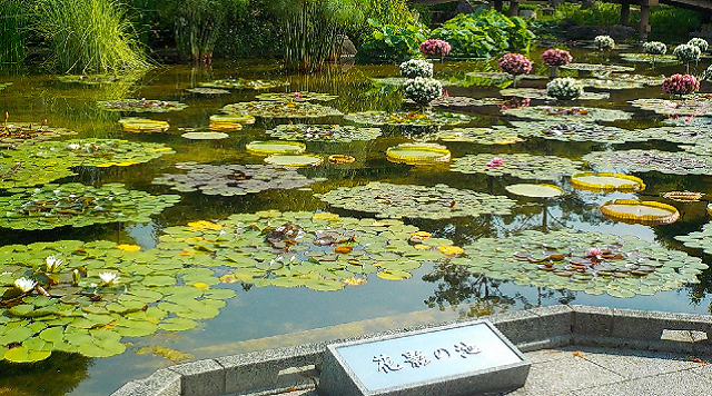 水生植物公園みずの森～花影の池～のイメージ