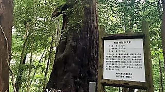 熊野神社の大杉のイメージ
