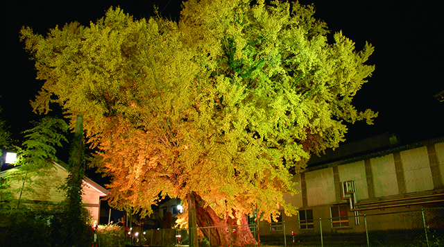 下田のイチョウのイメージ