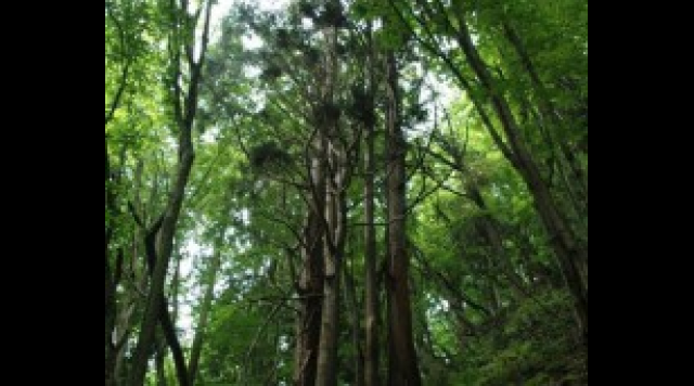 北限の天然杉のイメージ