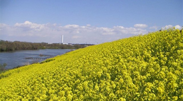 江戸川フラワーラインのイメージ