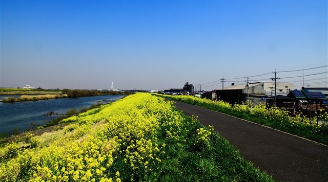 江戸川土手のイメージ