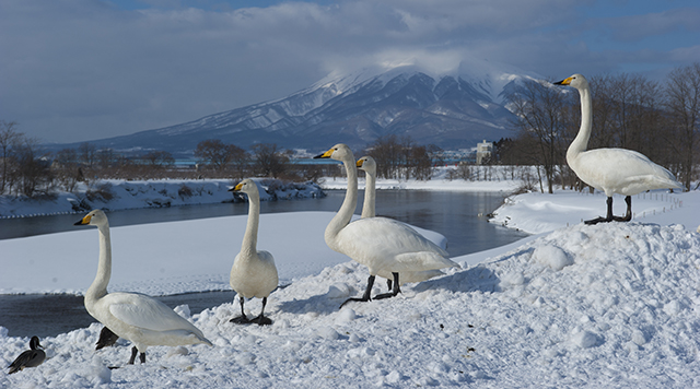 白鳥ふれあい広場のイメージ