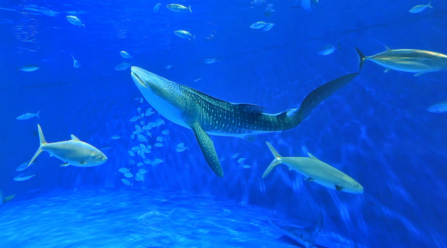 いおワールドかごしま水族館のイメージ