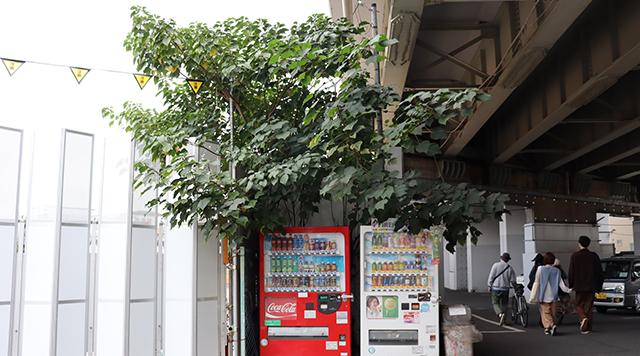 自動販売機の木（はみだす緑の視点）のイメージ