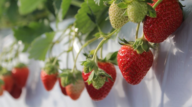 いちご農園kirariのイメージ