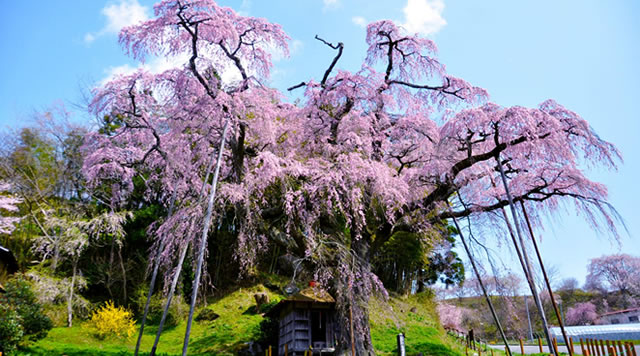 紅枝垂地蔵桜のイメージ