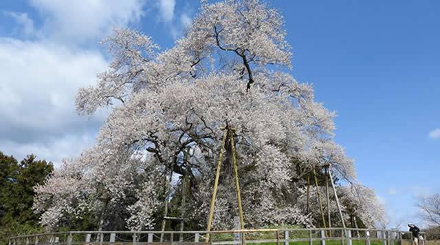 戸津辺の桜のイメージ