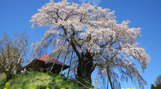 上石の不動桜のイメージ