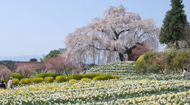 金毘羅桜のイメージ