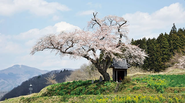 小沢の桜のイメージ