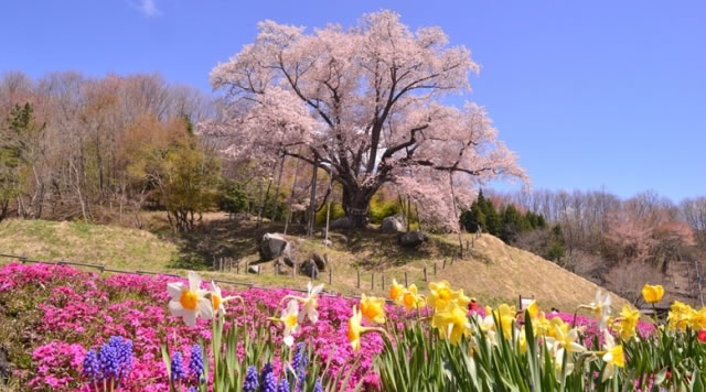 越代の桜のイメージ