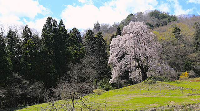 秋山の駒桜のイメージ