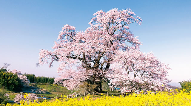 塩ノ崎の大桜のイメージ
