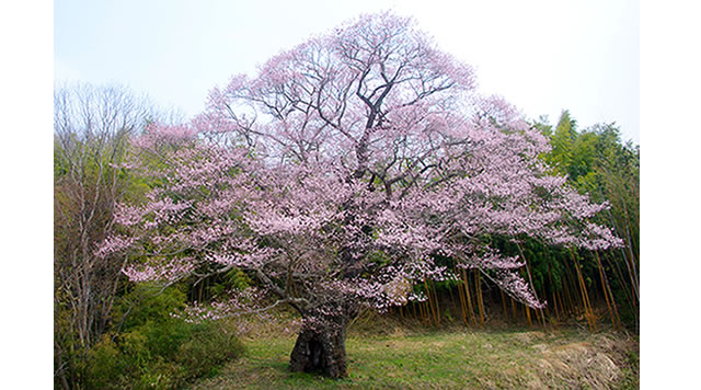 南成田の大桜のイメージ