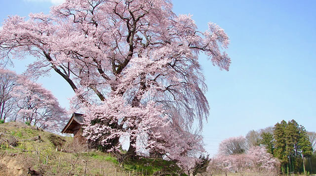 天神夫婦桜のイメージ