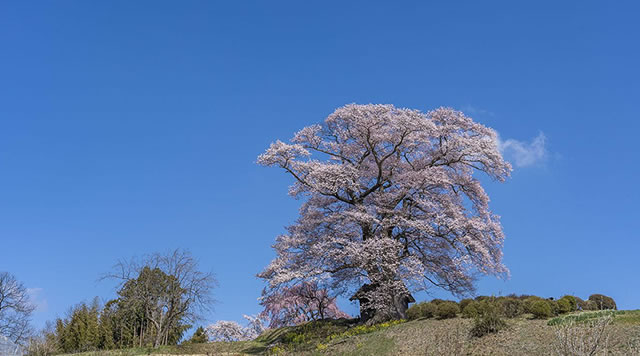 七草木の天神桜のイメージ
