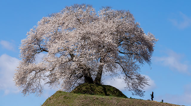 平堂壇の桜のイメージ