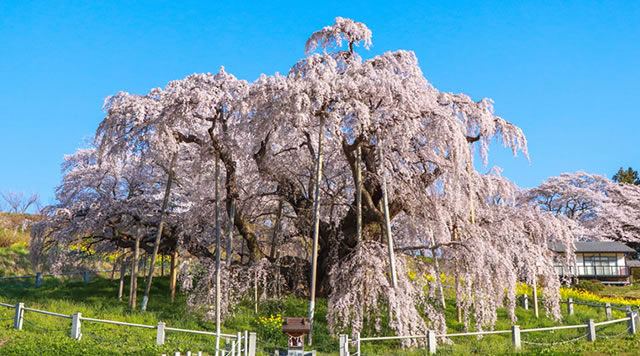 三春滝桜とふくしまの一本桜のイメージ