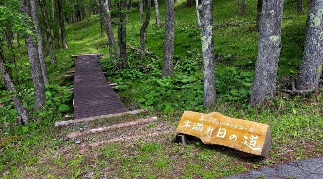 木漏れ日の道　入口のイメージ